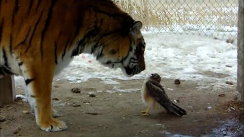 TIGER chiken and the hawk