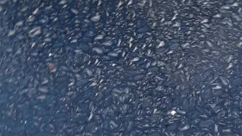 Thousands of Jellyfish Invade Palamos Port