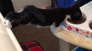 Kitten Stretches for a Snack