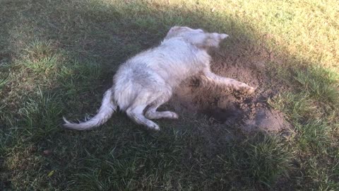 Dog Rolling On A Grassy Ground