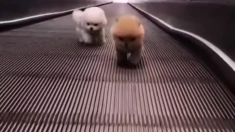 Cute baby dog climbing in mall