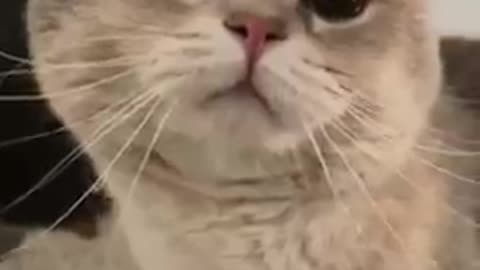 Funny cat videos cat's meow meow meow meow 😺😺😺😺