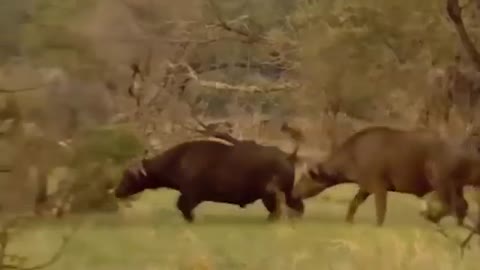 Buffalo Herd Joins Forces to Chase the Lion