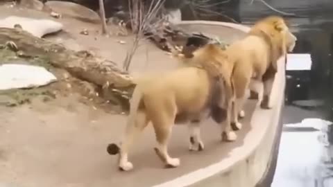 New Two Lion animal Funny Video@😂#Short