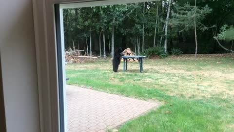 This Cute Bear Cub Is A Sweet Intruder Who Loves To Play With The Table