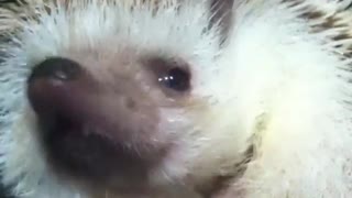 Hedgehog is the new family animal for kids