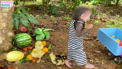 Monkey takes ducklings to pick up fruits from the farm