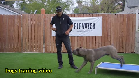 Dogs traning video number 1