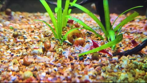 Cherry Shrimp Care Guide in under a minute