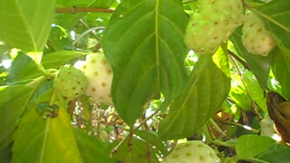 Noni Fruit