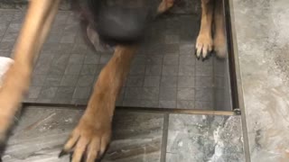 Freshly Washed Doggo Challenges Air Dryer