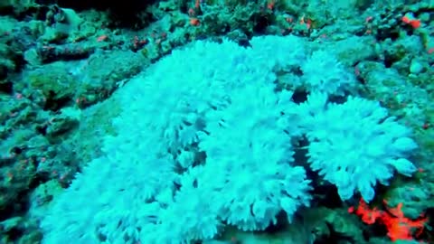 Coral feeding in the ocean current is beautiful and mesmerizing
