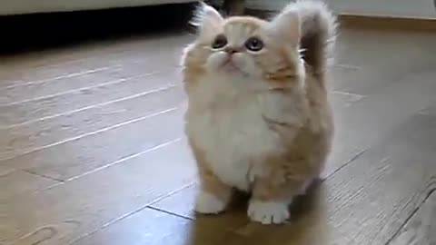 Funny and Cute Cat Video to Keep You Smiling! 🐱