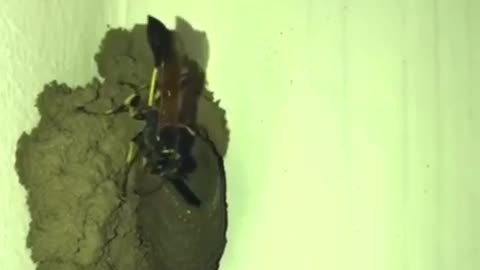 Insect making home live video....