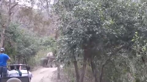 Elephant Attack in Jim Corbett! [SiGator]