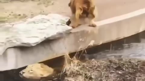 #Lion funny video
