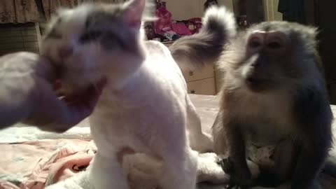 Cat and Monkey Love To Be Pet