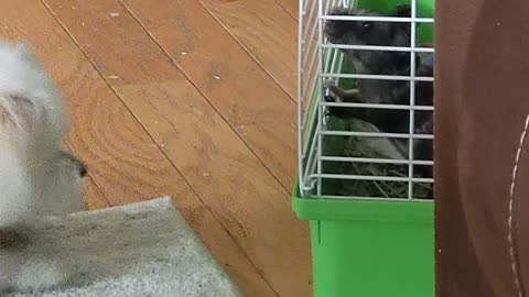 Dog Ecstatic When Reunited With Guinea Pig Best Friend