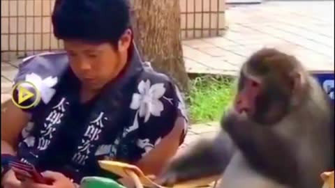 unbelievable monkey is using a smart phone