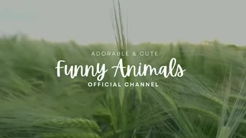 Funny animals 😂