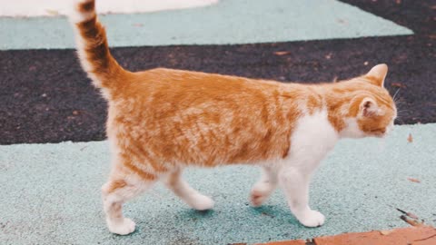 Slow Motion Footage Of A Cat Walking Around