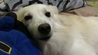 Japanese Spitz Dog Chewing Nothing Trying To Get Herself To Sleep