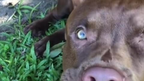 Pit Bull dog reactions. How is