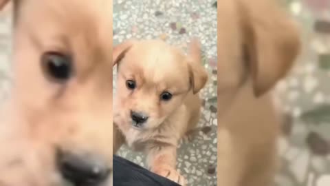 Cute Pet...videos