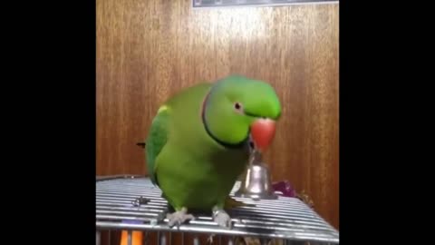 A parrot playing bell