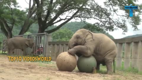Top 20 Cute And Funny Baby Elephant Videos Compilation