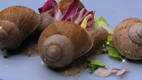 Discover the Hidden Danger of the Cone Snail's Venom