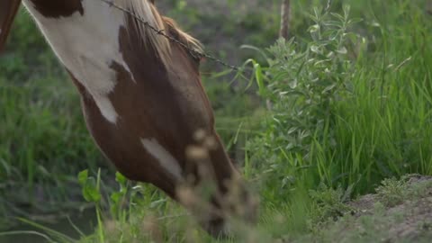 Horse near barbwire fence eating grass