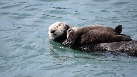 Mother Sea Otter Silences Squeaky Baby