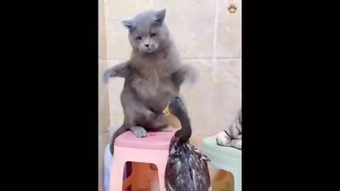 Animal Funny video 📷 🤣🤣