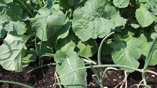 Growing corn kale and onions