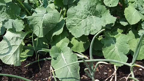 Growing corn kale and onions