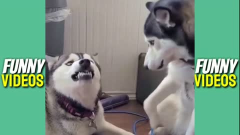 the best funny siberian videos