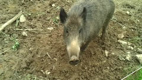 A young wild boar thinks about what to do - German Holiday 2021. Video