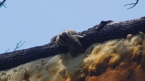 Fearless squirrel raids active beehive
