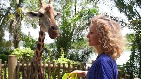 Woman Feeding a Giraffe at Zoo