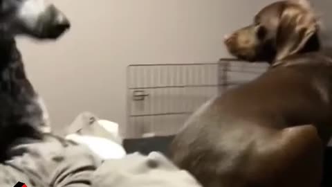 Wait for it #funnydog #dog #pet #animals #dogsoftiktok