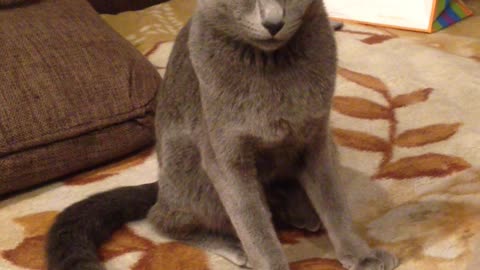 Russian blue cat sleeps sitting like a dog