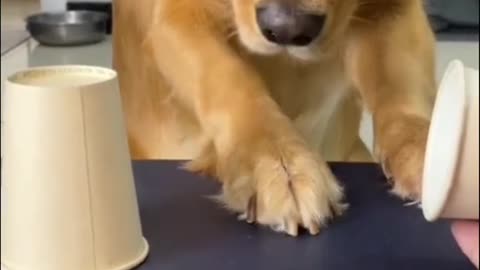 Brilliant dog