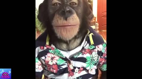 funniest monkeys - cute and funny monkey videos compilation - MONKEY CUTE VIDEOS