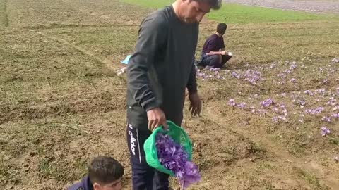 Saffron harvest season brings Kashmiri fields to life with vibrant colour