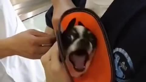 Funny Dog Reaction For Vet Injection