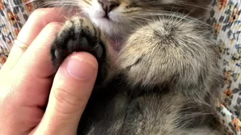 Cute Kittens melt my heart! So CUTE