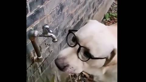 See How Smart this Dog is.....