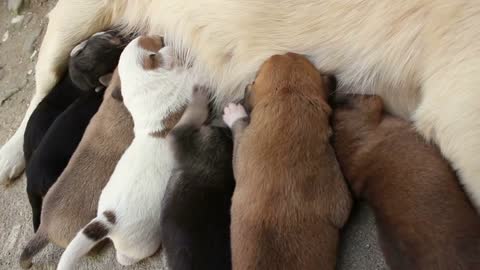 stray dog pups breast feeding