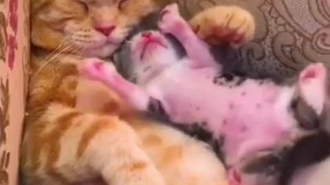 Cute mom cat and baby cat 🐈😺